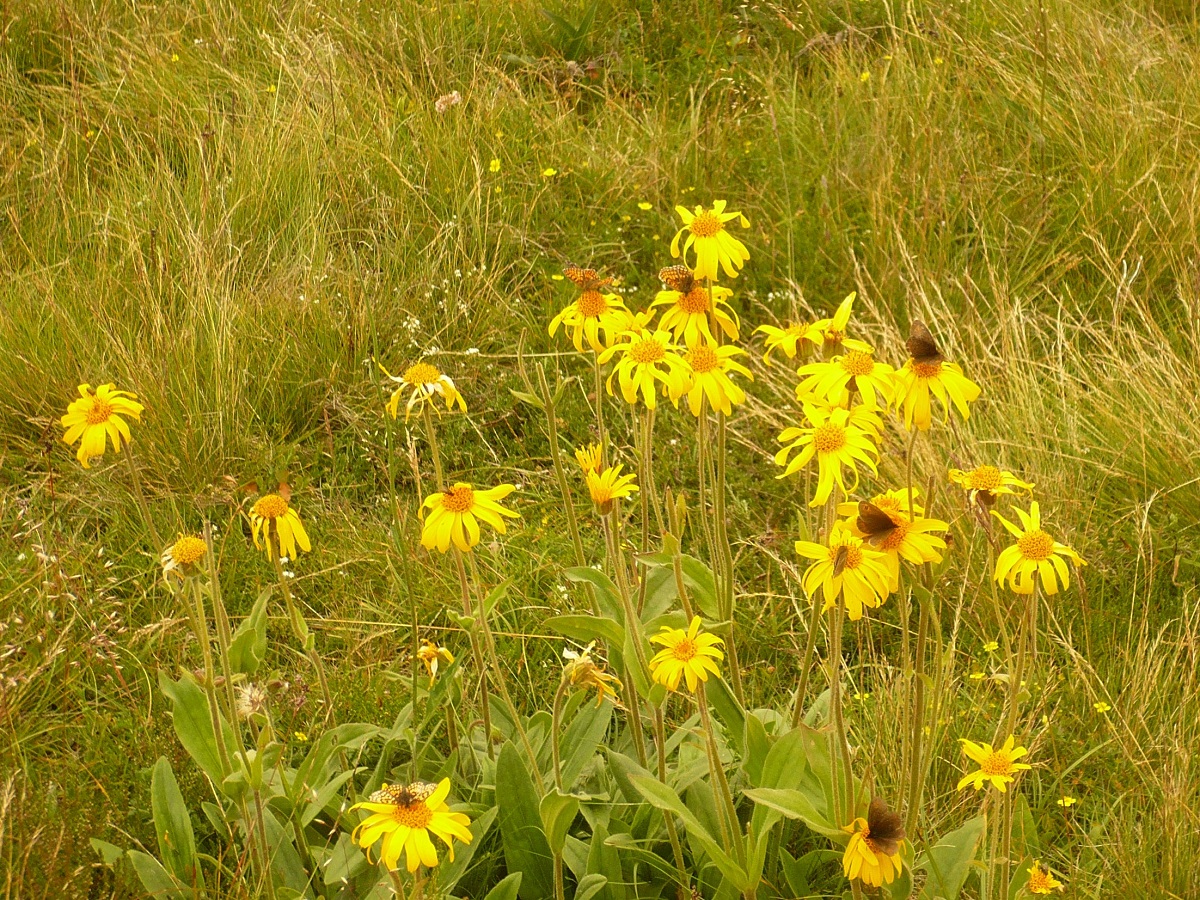 Arnica montana (Asteraceae)